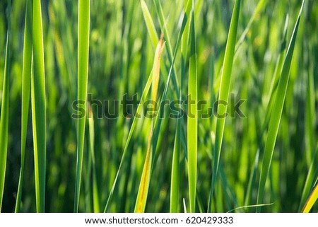 Similar – Image, Stock Photo Close-up of reed on the lake shore