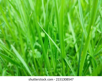 Green grass background. Nature meadow, fresh spring - Shutterstock ID 2151308547