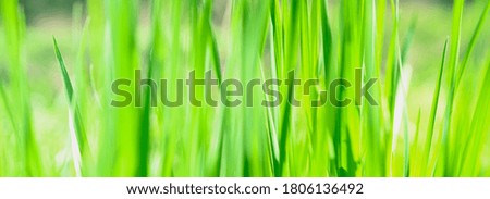 Similar – Image, Stock Photo Close-up of reed on the lake shore