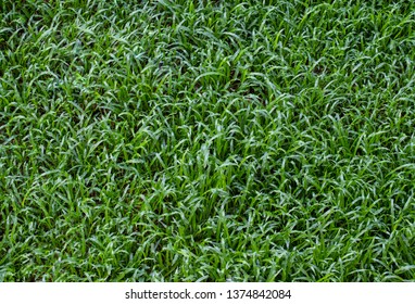 Green Grass Background On Top Viwe