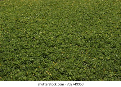 Green grass background texture.