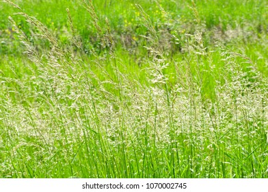 Green grass background texture. Element of design.