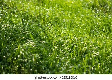 Green grass background texture. Element of design.
