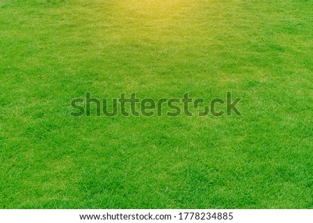 Green grass background texture. The element of design Top-down grass garden Ideal concept used for making green flooring lawn for training football pitch Grass Golf Courses green lawn pattern textured
