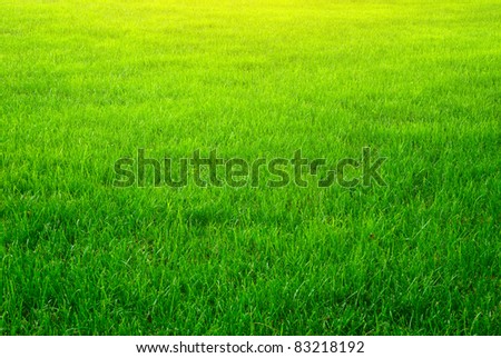 Green grass background texture. Element of design.