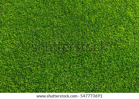 Green grass background texture. Golf or football field