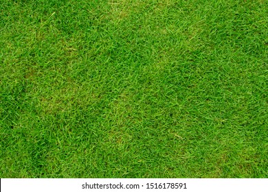 Green Grass Background Texture From Top View In Football Field