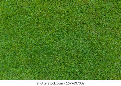 Green Grass. Background Texture. Top View