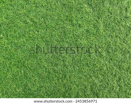 Green grass background and textured