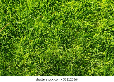 Green Grass Background. Top View