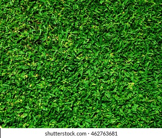 Green grass background turf grass surface abstract