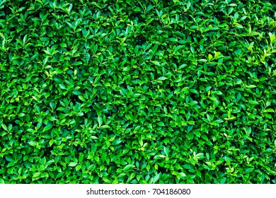 Green grass background vignette or the naturally walls texture Ideal for use in the design fairly.