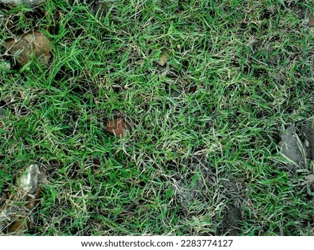 Green grass background, wet grass texture,