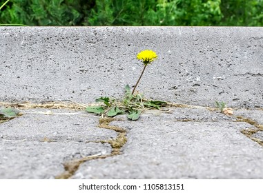 Green grass between paving slabs - Shutterstock ID 1105813151