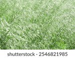 Green Grass Blowing in Wind, Close up of lush tall grass swaying, natural organic texture background, white green color gradient, wild plants abstract photo, tranquil nature scenery