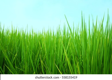 Green Grass With Blue Sky