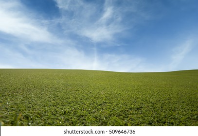 Green Grass And The Blue Sky Low Angle