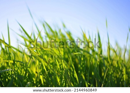 Green grass and blue sky. Meadow closeup background for farming or gardening, lawn in park, outdoor sport yard, abstract fresh greenery.