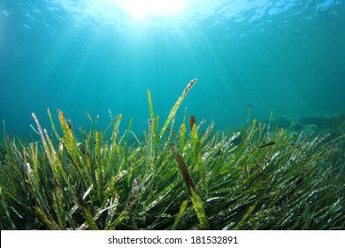 30,001 Grass underwater Images, Stock Photos & Vectors | Shutterstock