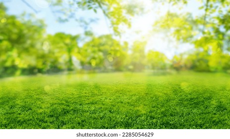 green grass blurred background with sun rays in park meadow 