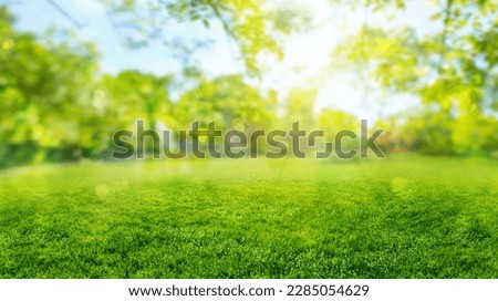 green grass blurred background with sun rays in park meadow 