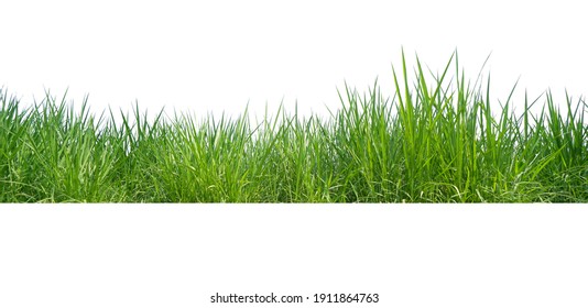 Green Grass Border isolated on white background.The collection of grass.(Manila Grass)The grass is native to Thailand is very popular in the front yard. - Shutterstock ID 1911864763