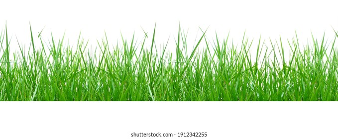 Green Grass Border isolated on white background.The collection of grass.(Manila Grass)The grass is native to Thailand is very popular in the front yard. - Shutterstock ID 1912342255