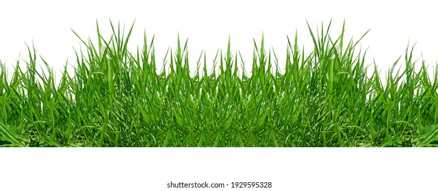 Green Grass Border isolated on white background.The collection of grass.(Manila Grass)The grass is native to Thailand is very popular in the front yard. - Shutterstock ID 1929595328