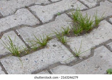 Green Grass Breaks Through Concrete Paving Slabs. Grass Growing Through Cracks In A Concrete Footpath