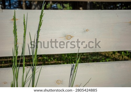 Green grass casting sharp shadow on painted wooden fence with negative copy space. Concept: suburban cottage style 