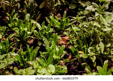 green grass close up