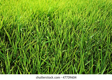 Green Grass Close Up Background