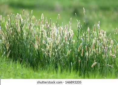 timothy hay field