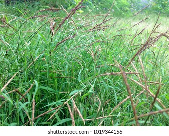 Green grass close-up - Shutterstock ID 1019344156