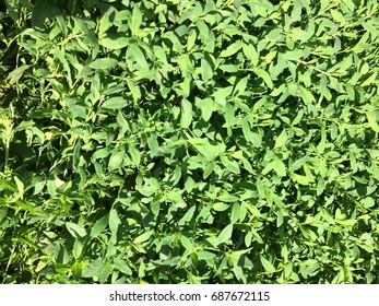 Green grass closeup