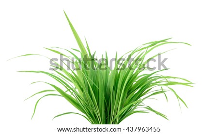 Similar – Image, Stock Photo The leeks are also green at Easter.