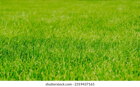 green grass closeup view. beautiful manicured green lawn. selective focus. lush green grass blades and foliage. soft background. wallpaper and backdrop image. freshness and nature concept - Shutterstock ID 2319437165