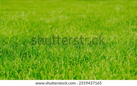green grass closeup view. beautiful manicured green lawn. selective focus. lush green grass blades and foliage. soft background. wallpaper and backdrop image. freshness and nature concept