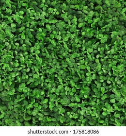 Green Grass Clover Seamless Texture