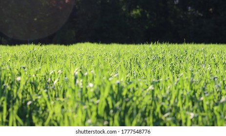 Green Grass Cover Crop On Vegetable Farm