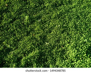 緑の草 草の覆い 植生 緑の芝生の背景テクスチャを上から撮影写真素材 Shutterstock