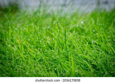 Green Grass Covered With Early Morning Dew Drops Taken At Ground Level With Netting Farm Fence Out Of Focus In Background In Rural Ireland.