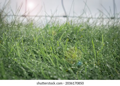 Green Grass Covered With Early Morning Dew Drops Taken At Ground Level With Netting Farm Fence Out Of Focus In Background In Rural Ireland.