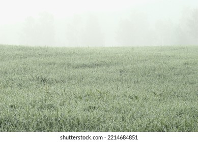 Green grass is covered with morning dew, against a background of mist.
