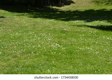 Green grass and daisies in bright sunshine with some dappled shadows.