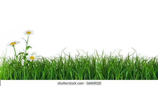 Green grass with daisy flowers isolated on white