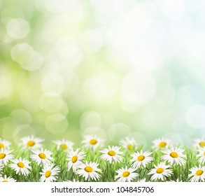 green grass with daisy and ladybug on the left side of the picture. there is blur at the background - Shutterstock ID 104845706