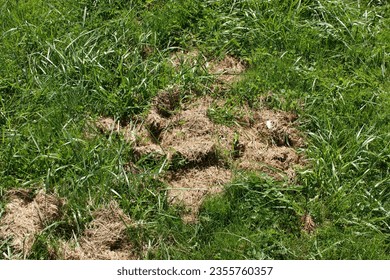 Green grass and dead grass clippings.  - Shutterstock ID 2355760357