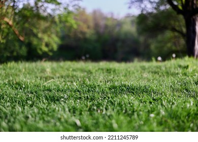 Green Grass Desktop Screensaver, Ecology And Care For The Environment