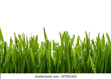 Green Grass And Dew